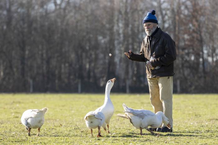 Meneer Heideman voert zijn ganzen