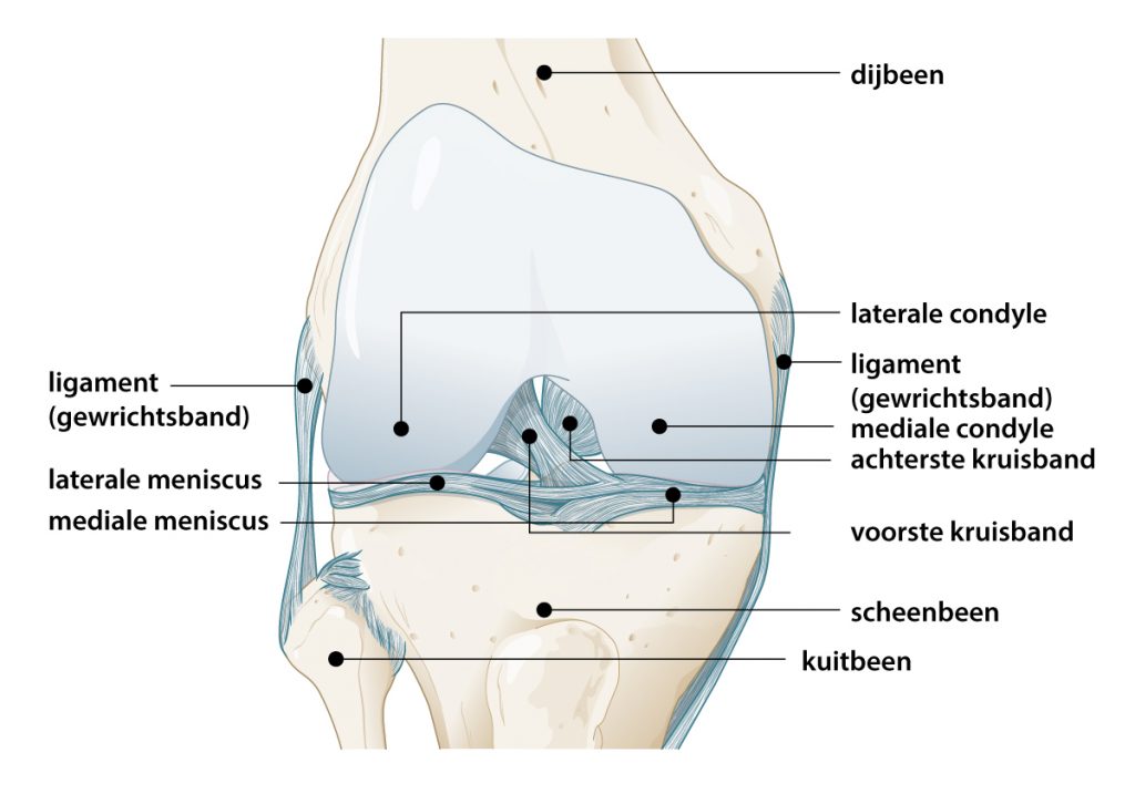 Afbeelding van de knie